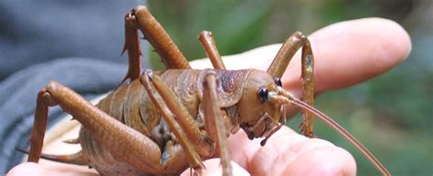 Video: The World’s Heaviest Insect ~ Giant Weta - Ento Nation