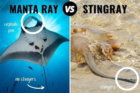 Manta Ray Vs Stingray: How To Tell Them Apart (+ Pictures)