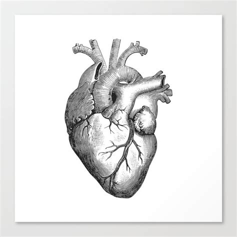 Real Anatomical Human Heart Drawing Canvas Print by Aaron-H | Society6