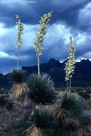 NM State Flower | Mexico, New mexico state flower, New mexico