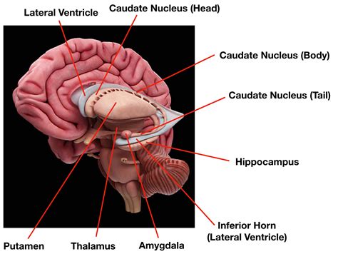 Ventricles of the Brain: Labeled Anatomy, Function, CSF Flow ...