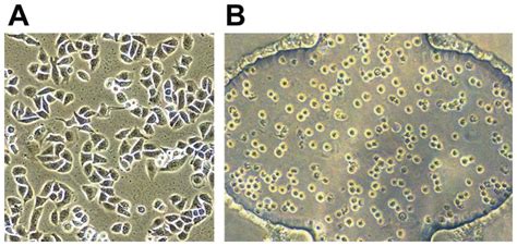 (A) A549 cells were cultured on 2D surfaces. Cells exhibited to be flat ...