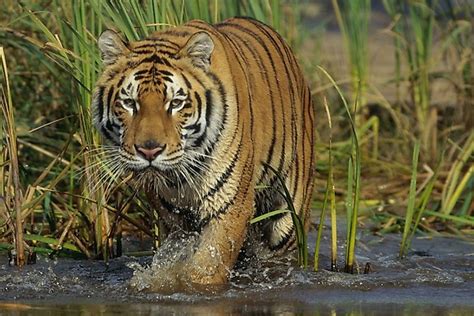 Where Is Sundarbans National Park? - WorldAtlas