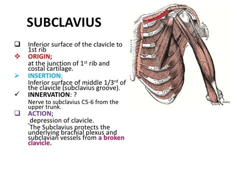 Image result for Subclavius origin insertion | Muscles | Pinterest | Muscles, Scapula and Upper body