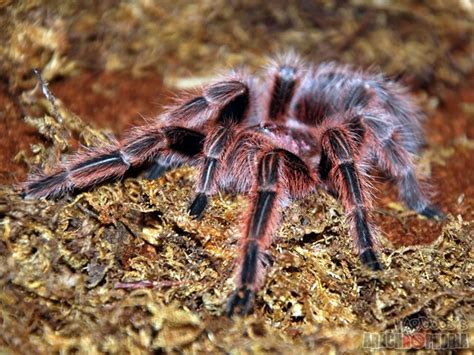 My Tarantism: Chilean Rose Tarantula