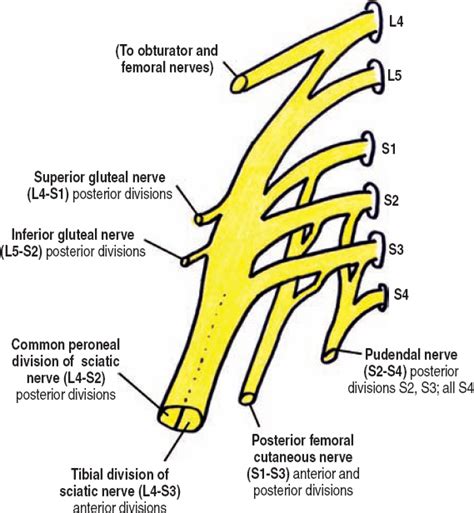 The Diagnostic Anatomy of the Lumbosacral Plexus | Neupsy Key