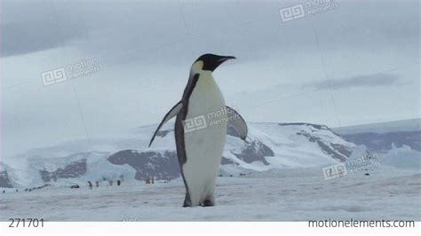 Emperor Penguin Flapping Flippers Stock video footage | 271701