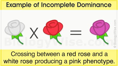 Incomplete Dominance Examples - Biology Wise