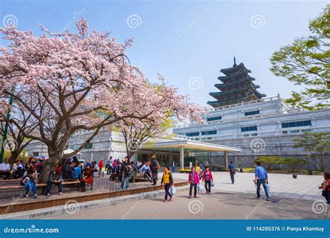 Gyeongbokgung Palace with Cherry Blossom in Spring Travel of Korea ...