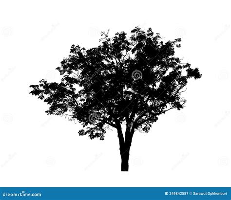 Tree Silhouettes Isolated on White Background . Stock Image - Image of beautiful, dark: 249842587