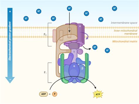 ATP Synthase | BioRender Science Templates