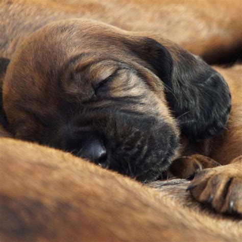 Cleft palate in dogs - symptoms, treatment, and prevention - vetcarenews