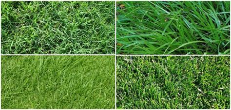 Different Types of Grass - 1001 Gardens | Grass type, Grass seed types ...