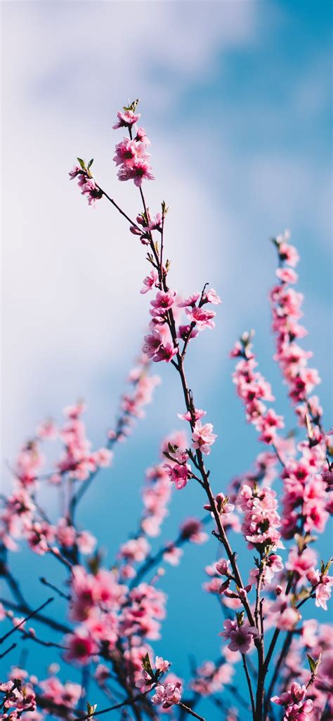 Cherry Flowers Wallpapers - Wallpaper Cave