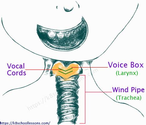 Voice Box Labelled Diagram