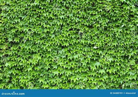 Ivy leaves background stock image. Image of flora, horticulture - 54480781