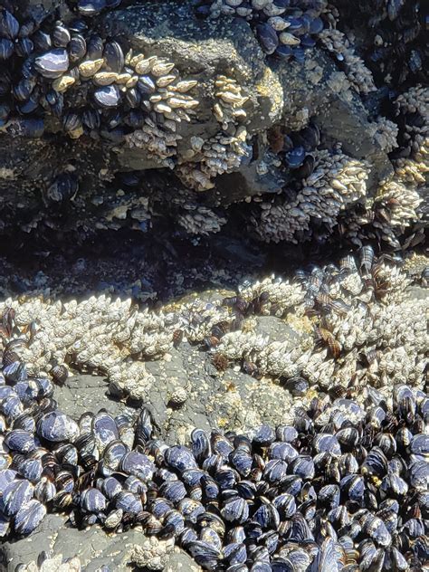 Low tide, Ucluelet. : r/naturephotography