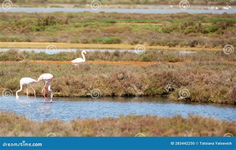 Flamingo Birds during Migration at the Mouth of the River Stock Photo ...