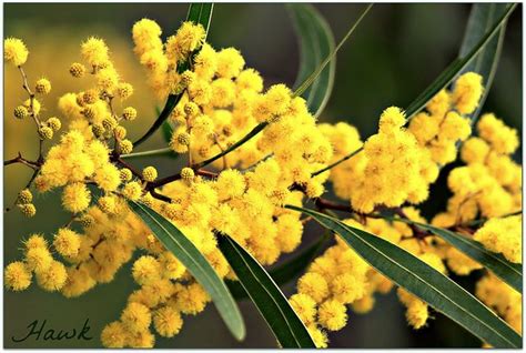 Australian Native Wattle Tree | Australian native flowers, Australian trees, Australian flowers