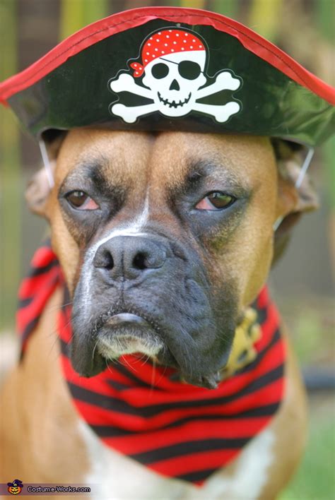 Affordable Halloween Costumes - Dog dressed as a Pirate - Costume Works