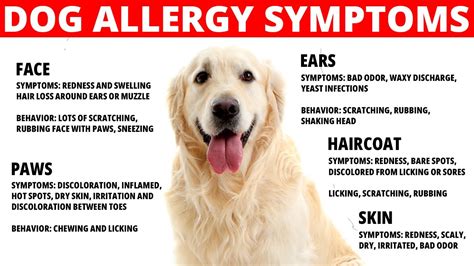 Can You Outgrow Dog Allergies