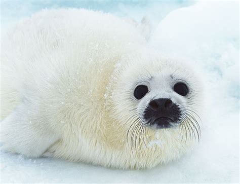 Baby Leopard Seal Pups