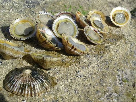 scraphappylove: Limpets for lunch