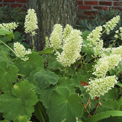 Spring Hill Nurseries 4 -in(es) Autumn Bride Coral Bells Heuchera (N/A ...