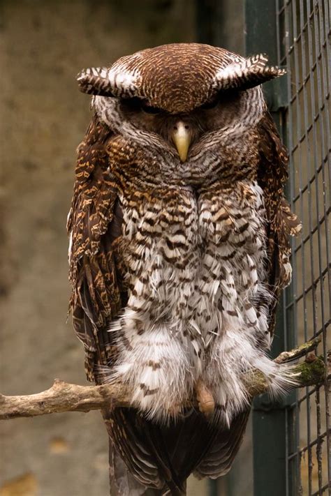 Barred eagle-owl | Owl, Owl bird, Eagle owl