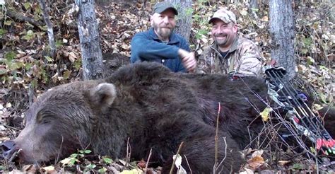 Alaska Brown Bear Baited Hunts, Guided Brown Bear Hunting, Bait Hunts For Brown Bears