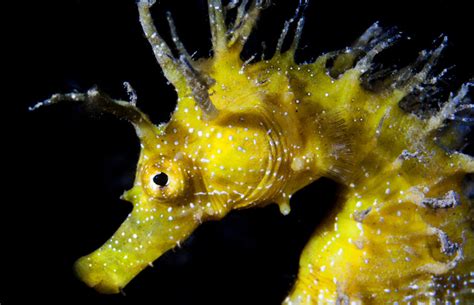 Seahorses Have Hotels! Plus 9 Other Amazing Seahorse Facts | HowStuffWorks