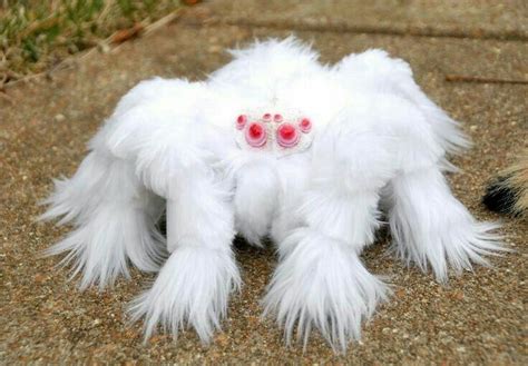 An albino Tarantula : r/oddlyterrifying