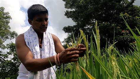 India’s rice farmers, exporters feel impact of cooling measures - CNA