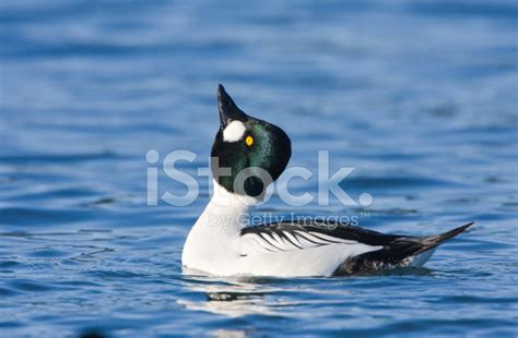 Common Goldeneye - Male Stock Photo | Royalty-Free | FreeImages