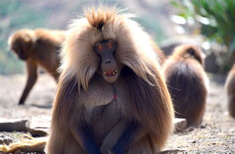 Ethiopia, a natural wonder with its own unique animals to experience ...