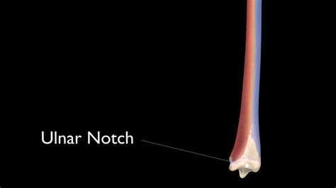 Ulnar Notch Of Radius