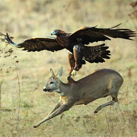 An eagle hunting a deer. | Eagle hunting, Eagle, Deer