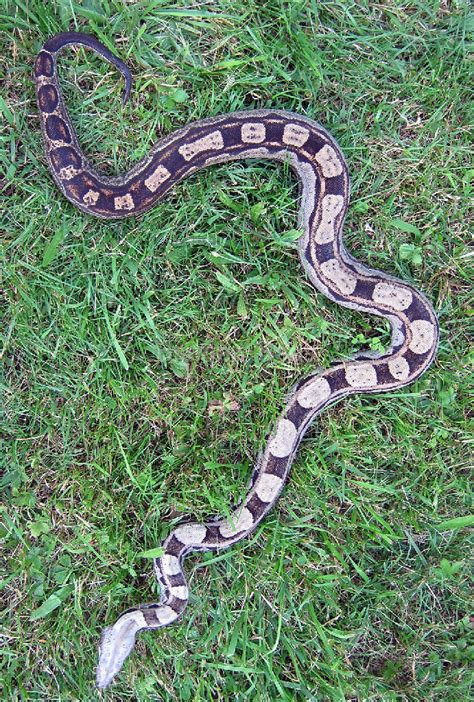 Boa Morphs - descriptions of various Boa Constrictor Morphs