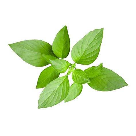 Lemon Basil - Superb Herb