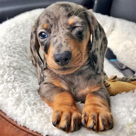 Cute Dapple Dachshund Puppy... If you love dachshunds, visit our blog to find the best products ...