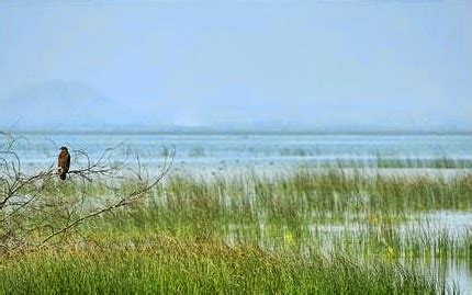 Haunted India: Chir Batti in Banni grasslands, Rann of Kutch, Gujrat