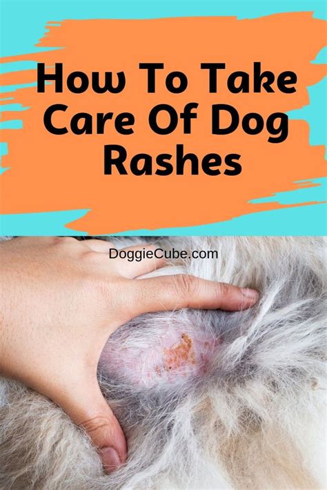 What Can I Put On My Dogs Rash