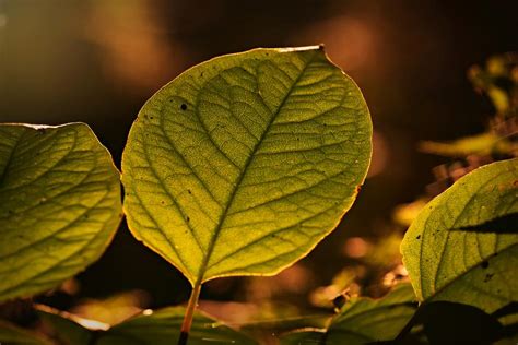 Green tree leaf texture free image download