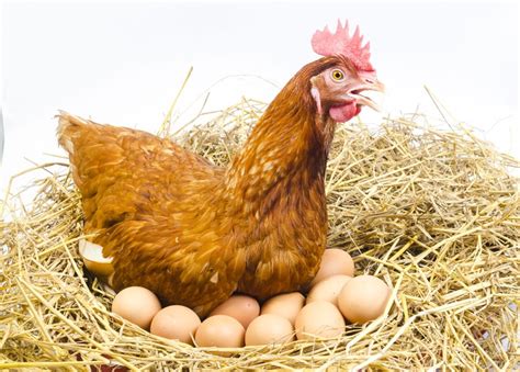 Poultry science: chicken & egg - Research Outreach