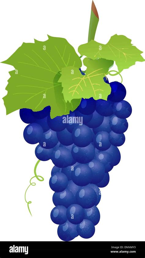 Grape cluster isolated on white. Vector illustration Stock Vector Image & Art - Alamy