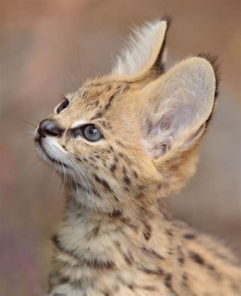 Serval - Look Great Web Log Image Archive