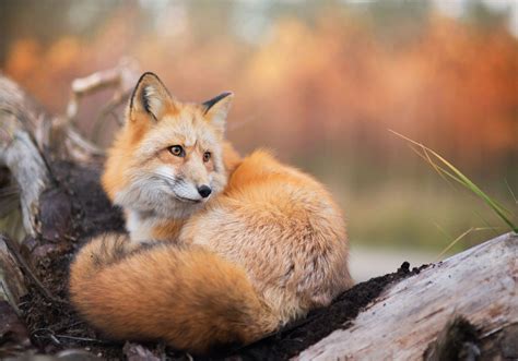 Red Fox in Autumn - Red Foxes Photo (40239937) - Fanpop