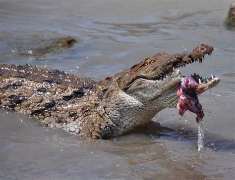 Crocodile Eats Man