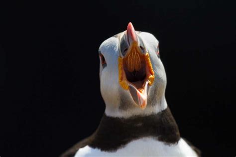 Puffin – The bird that has become synonymous with Iceland - Icelandic Times