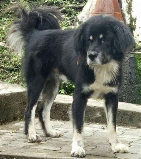 Himalayan Sheepdog Dog Breed Information Pictures